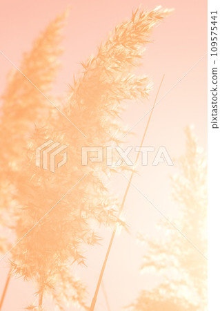 Pampas grass against a background of sun ray of Peach Fuzz color. Lifestyle home interior, abstract nature decoration.  109575441