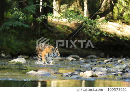 Amur tiger walking in the water. Dangerous animal in green forest stream. Grey stone, river droplet. Siberian tiger in the river. Panthera tigris altaica 109575931
