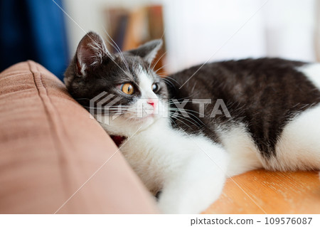 暮光之城貓 暮光之城貓 109576087