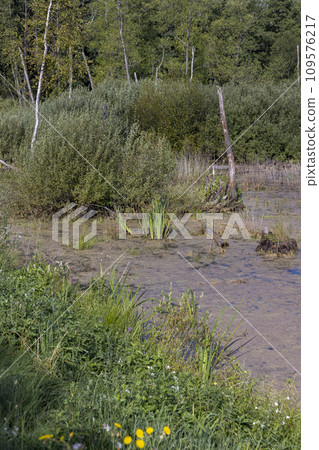 Swampy terrain with plants in summer Swampy terrain with plants in summer 109576217