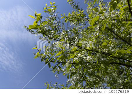 a flowering cherry tree in the spring season, a spring park 109576219