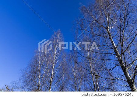 leafless birch trees in early spring in sunny weather leafless birch trees in early spring in sunny weather 109576243