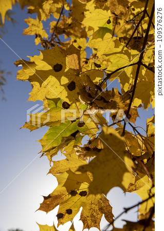 Maple tree foliage in autumn Maple tree foliage in autumn 109576276