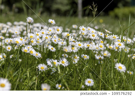 white daisy flowers in the park in spring 109576292