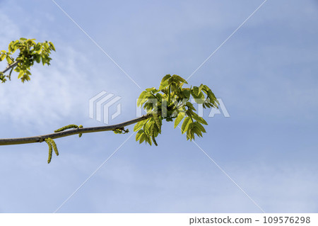 a flowering walnut tree in the spring season, a spring park 109576298