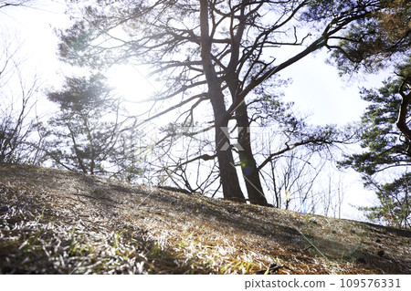 cedar tree on the slope cedar tree on the slope 109576331
