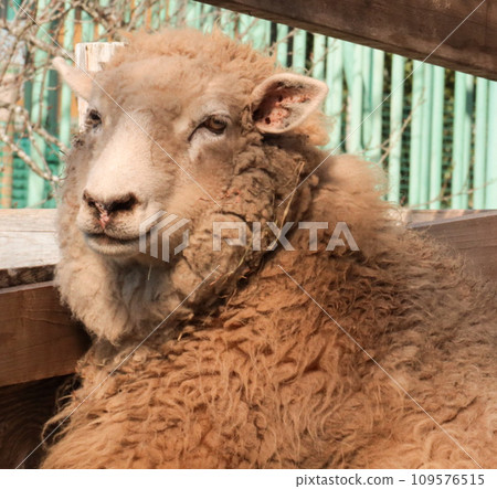 Sheep looking here 109576515