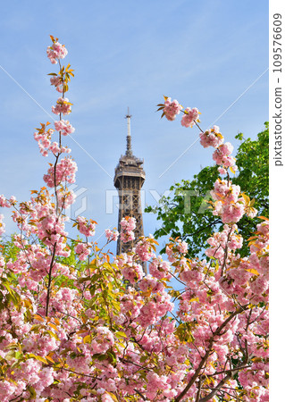 Paris, France. Cherry blossoms and Eiffel Tower at Trocadero Square. Photographed on April 10, 2022. 109576609