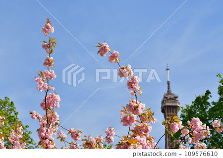 Paris, France. Cherry blossoms and Eiffel Tower at Trocadero Square. Photographed on April 10, 2022. 109576610