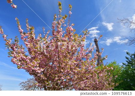 Paris, France. Cherry blossoms and Eiffel Tower at Trocadero Square. Photographed on April 10, 2022. 109576613