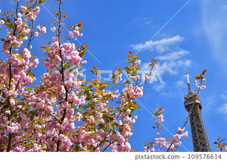 Paris, France. Cherry blossoms and Eiffel Tower at Trocadero Square. Photographed on April 10, 2022. 109576614