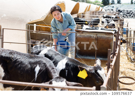 Woman farm worker taking care of calves Woman farm worker taking care of calves 109576637