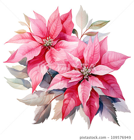 watercolor of a bunch of pink poinsettias. AI generated image 109576949