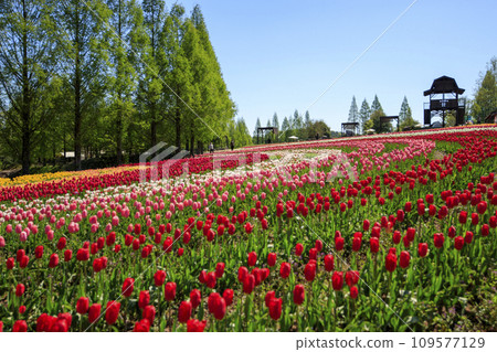 Tulip field at Sera Kogen Farm under the blue sky Tulip field at Sera Kogen Farm under the blue sky 109577129