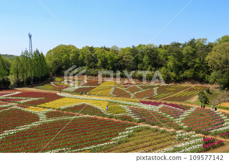 藍天下世羅高原農場的鬱金香田 109577142