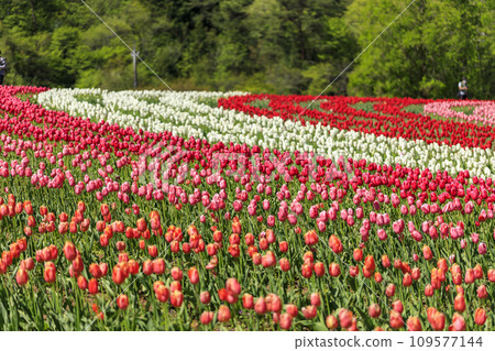 Rainbow flower painting in the tulip field at Sera Kogen Farm 109577144