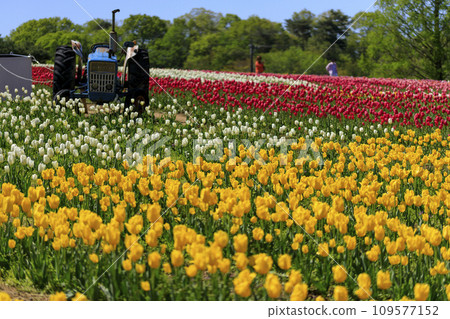 Tulip field at Sera Kogen Farm under the blue sky 109577152