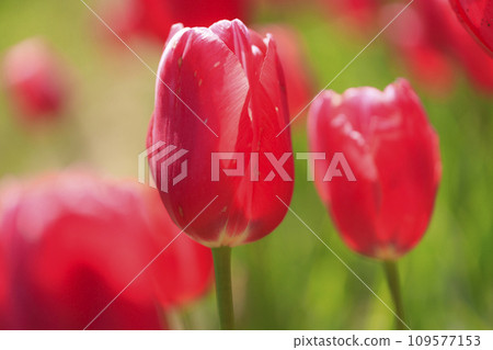 Red tulip flowers at Sera Kogen Farm Red tulip flowers at Sera Kogen Farm 109577153