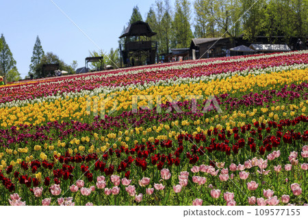 Tulip field at Sera Kogen Farm under the blue sky 109577155