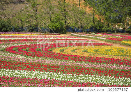 Tulip field with rainbow flower painting at Sera Kogen Farm Tulip field with rainbow flower painting at Sera Kogen Farm 109577167