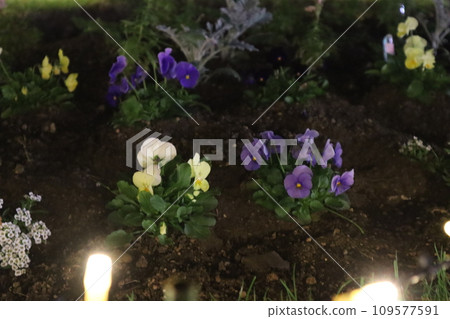 聖誕彩燈/宮崎芙蘭特 聖誕彩燈/宮崎芙蘭特 109577591