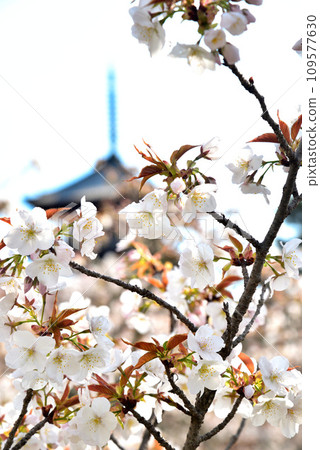 [Kyoto City] Omuro cherry blossoms in full bloom and five-storied pagoda at Ninnaji, a world heritage site 109577630