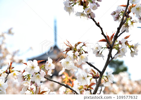 [京都市] 世界遺產仁和寺盛開的大室櫻花和五層寶塔 109577632