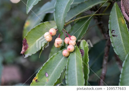 white fruit manryo 109577683