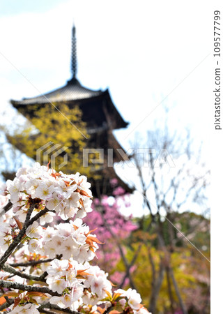 [京都市] 世界遺產仁和寺盛開的大室櫻花和五層寶塔 109577799