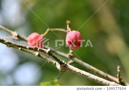 Mayumi fruit 109577934