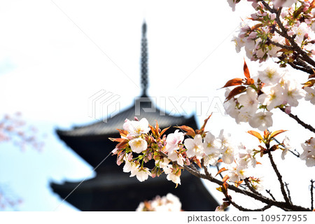 [Kyoto City] Omuro cherry blossoms in full bloom and five-storied pagoda at Ninnaji, a world heritage site 109577955