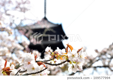 [京都市] 世界遺產仁和寺盛開的大室櫻花和五層寶塔 109577994