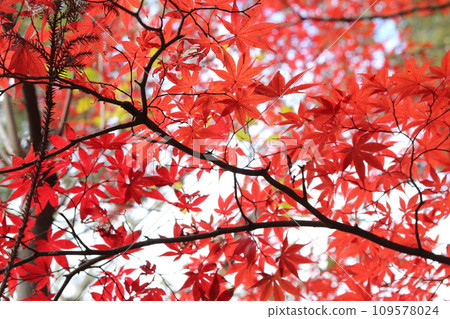 Autumn leaves that shine bright red 109578024