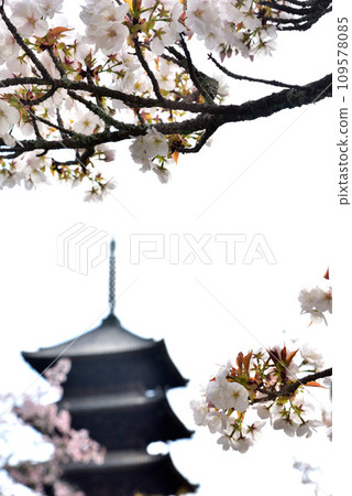 [京都市] 世界遺產仁和寺盛開的大室櫻花和五層寶塔 109578085