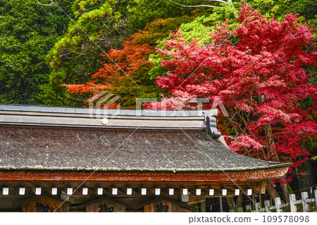 Autumn leaves at Izumo Daijingu Shrine (Kameoka City, Kyoto Prefecture) 109578098