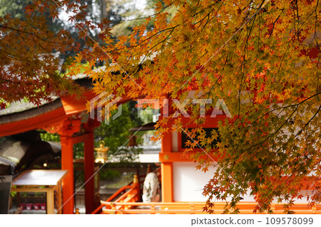 Autumn leaves at Izumo Daijingu Shrine (Kameoka City, Kyoto Prefecture) 109578099