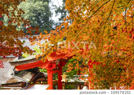 出雲大神宮的紅葉（京都府龜岡市） 109578102