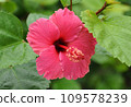 石垣島的紅芙蓉 109578239