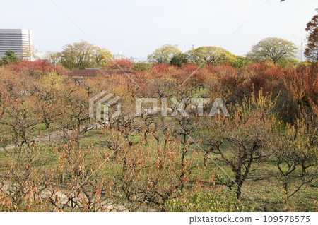 大阪城公園的深秋景色 109578575
