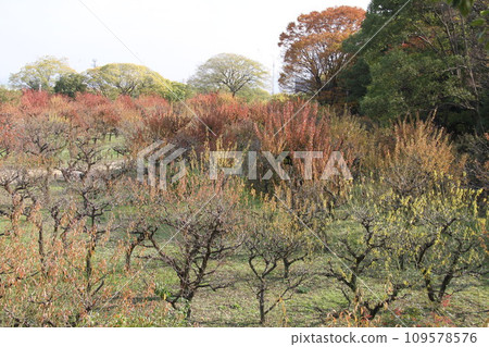 大阪城公園的深秋景色 109578576