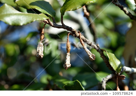 Nuwigi gumi的年輕果子 109578624