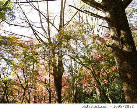鎌倉有一個著名的紅葉勝地“獅子舞”,這裡有著火紅、落黃的精緻色彩空間。 鎌倉有一個著名的紅葉勝地“獅子舞”,這裡有著火紅、落黃的精緻色彩空間。 109578858