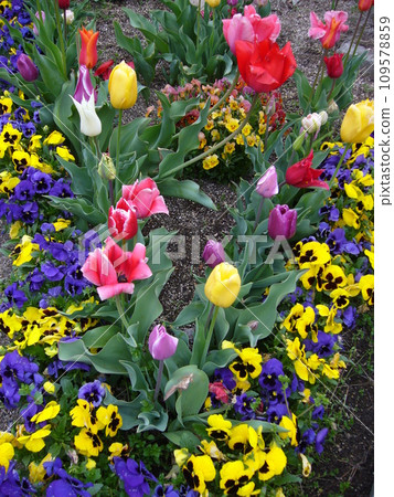 Tulip field Tulip field 109578859
