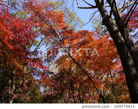 鎌倉有一個著名的紅葉勝地“獅子舞”，這裡有著火紅、落黃的精緻色彩空間。 109578933