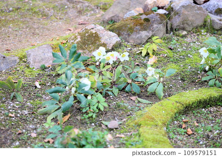 聖誕玫瑰鮮花 109579151