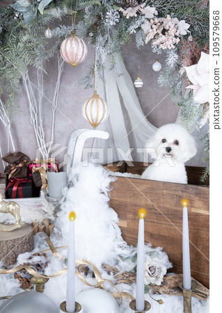 聖誕套裝中的白色 Maltipoo 聖誕套裝中的白色 Maltipoo 109579668