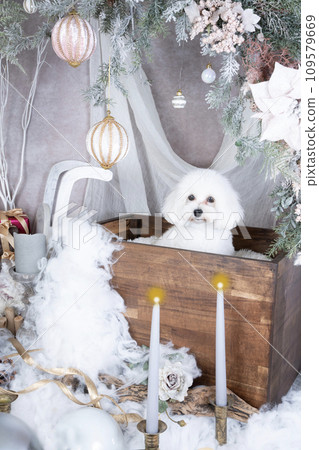 聖誕套裝中的白色 Maltipoo 聖誕套裝中的白色 Maltipoo 109579669