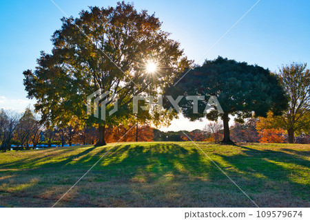 深秋水元公園秋葉風景 深秋水元公園秋葉風景 109579674