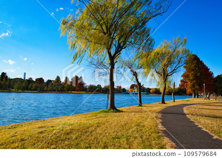 Mizumoto Park autumn leaves scenery in late autumn Mizumoto Park autumn leaves scenery in late autumn 109579684