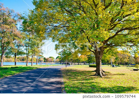 Mizumoto Park autumn leaves scenery in late autumn 109579744